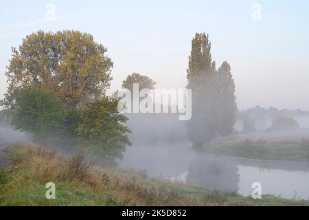 Lippen mit Kanadapappel (Populus x canadensis, Populus x euramericana) und Pyramidenpappel (Populus nigra 'Italica') im Morgennebel, Nordrhein-Westfalen, Deutschland Stockfoto