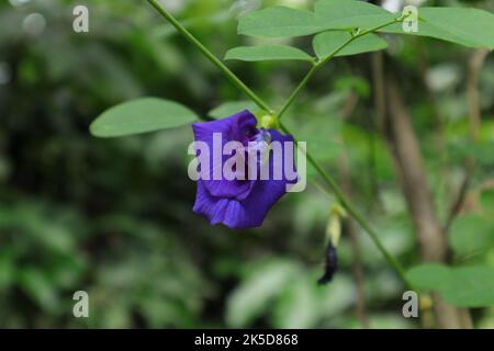 Nahaufnahme einer doppelt blühenden Schmetterlingserbsenblume (Clitoria ternatea), die Blume ist die lebendige tiefblaue Farbe und blühte auf der Rebe Stockfoto