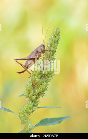Buschkricket (Pholidoptera griseoaptera), weiblich, Nordrhein-Westfalen, Deutschland Stockfoto