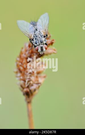 Flesh fly (Sarcophaga sp.), Nordrhein-Westfalen, Deutschland Stockfoto