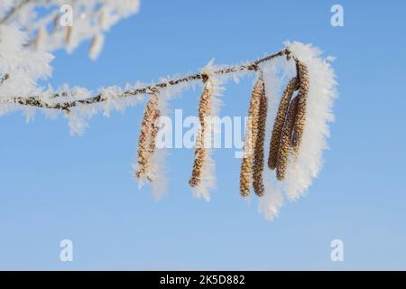 Hasel (Corylus avellana), männliche Blütenstände mit Reif, Winter, Nordrhein-Westfalen, Deutschland Stockfoto