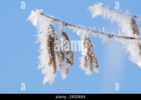 Hasel (Corylus avellana), männliche Blütenstände mit Reif, Winter, Nordrhein-Westfalen, Deutschland Stockfoto