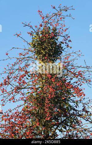 Zierapfel (Malus spec.) und Weißer Berried Mistel (Viscum Album) im Winter, Nordrhein-Westfalen, Deutschland Stockfoto