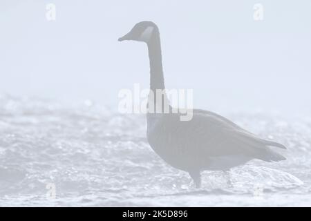 Kanadagans (Branta canadensis) im Morgennebel im Wasser stehend, Nordrhein-Westfalen, Deutschland Stockfoto