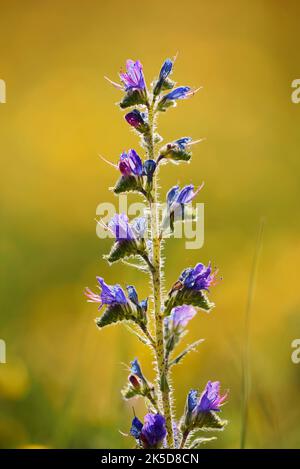 Common Viper's bugloss (Echium vulgare) in Backlight, Nordrhein-Westfalen, Deutschland Stockfoto