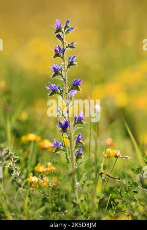 Common Viper's bugloss (Echium vulgare) in Backlight, Nordrhein-Westfalen, Deutschland Stockfoto