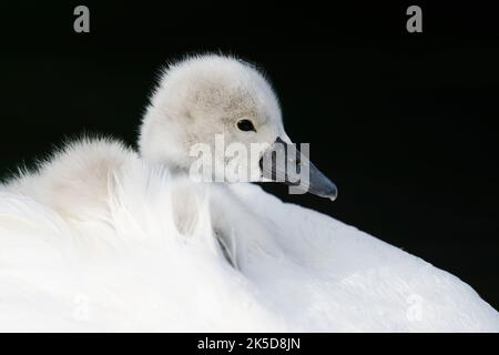 Stummer Schwan (Cygnus olor), Küken im Gefieder eines erwachsenen Vogels, Nordrhein-Westfalen, Deutschland Stockfoto