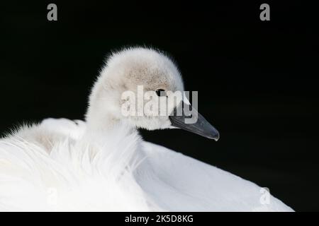 Stummer Schwan (Cygnus olor), Küken im Gefieder eines erwachsenen Vogels, Nordrhein-Westfalen, Deutschland Stockfoto