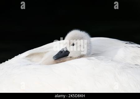 Stummer Schwan (Cygnus olor), Küken im Gefieder eines erwachsenen Vogels, Nordrhein-Westfalen, Deutschland Stockfoto