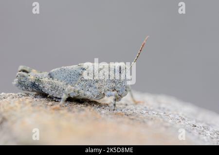 Blauflügelgrasschrecke (Ödipoda caerulescens), Nymphe, Nordrhein-Westfalen, Deutschland, Europa Stockfoto