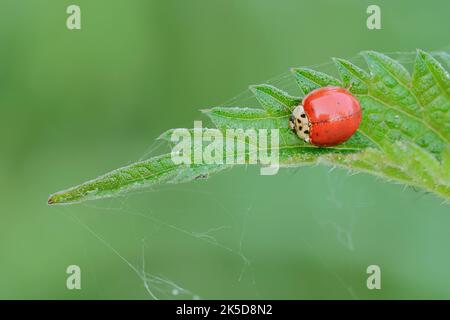 Asiatischer Marienkäfer oder Harlekin Marienkäfer (Harmonia axyridis), Nordrhein-Westfalen, Deutschland Stockfoto