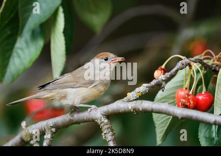 Blackcap (Sylvia atricapilla), weiblich, Nordrhein-Westfalen, Deutschland Stockfoto