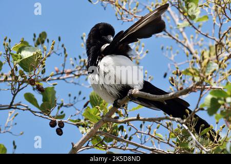 Elster (Pica Pica), North Rhine-Westphalia, Deutschland Stockfoto
