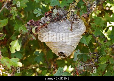 Mittlere Wespe oder kleine Hornisse (Dolichovepula media), Wespennest, Nordrhein-Westfalen, Deutschland Stockfoto