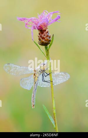 Rote Damselfliege (Sympetrum sanguineum), Weibchen auf Wiesenschnabelkraut (Centaurea jacea), Nordrhein-Westfalen, Deutschland Stockfoto