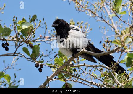 Elster (Pica Pica), North Rhine-Westphalia, Deutschland Stockfoto