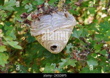 Mittlere Wespe oder kleine Hornisse (Dolichovepula media), Wespennest, Nordrhein-Westfalen, Deutschland Stockfoto