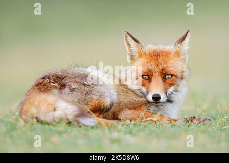 Rotfuchs (Vulpes vulpes) im Gras liegend, Niederlande Stockfoto