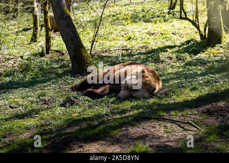 Niedlicher eurasischer Braunbär schläft in der Sonne. Das kuschelige Fell ist schön und glatt. Der Ursus arctos ist am Morgen eines Frühlingstages sehr müde. Stockfoto