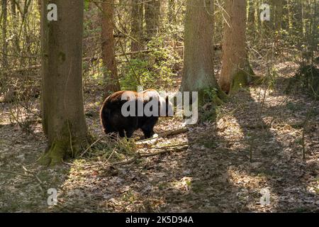 Eurasischer Braunbär steht in der Sonne und genießt sein Leben. Ein niedliches wildes Tier von hinten in den Wäldern. Ursus arctos, der in einem Wald lebt. Stockfoto