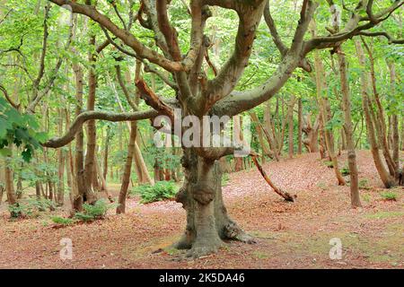 Europäische Buche (Fagus sylvatica) im Frühjahr, Zeeland, Niederlande Stockfoto