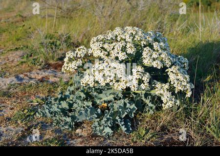 Echter Meerkohl (Crambe maritima), Zeeland, Niederlande Stockfoto