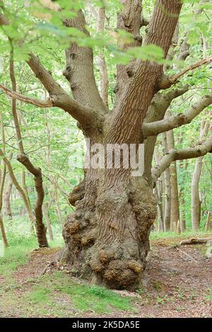 Stieleiche (Quercus robur, Quercus pedunculata), Zeeland, Niederlande Stockfoto
