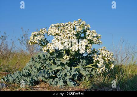 Echter Meerkohl (Crambe maritima), Zeeland, Niederlande Stockfoto