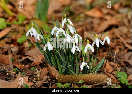 Kleiner Schneeglöckchen (Galanthus nivalis), Nordrhein-Westfalen, Deutschland Stockfoto