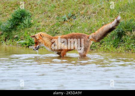 Rotfuchs (Vulpes vulpes) auf der Suche nach Nahrung im Wasser, Niederlande Stockfoto