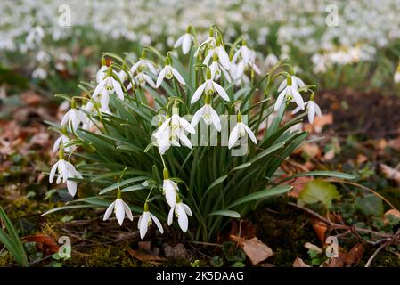 Kleiner Schneeglöckchen (Galanthus nivalis), Nordrhein-Westfalen, Deutschland Stockfoto