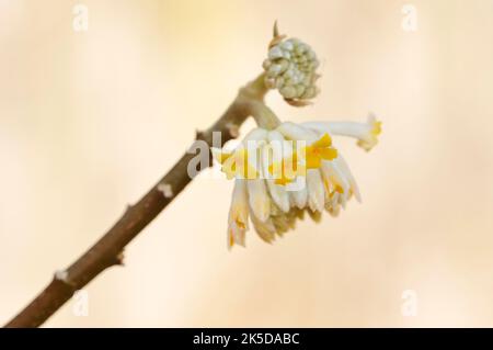 Japanischer Papierbusch (Edgeworthia chrysantha, Edgeworthia papyrifera), Blumenzweig, aus China, Nordrhein-Westfalen, Deutschland Stockfoto