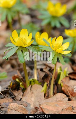 Winterling (Eranthis hyemalis), Nordrhein-Westfalen, Deutschland Stockfoto