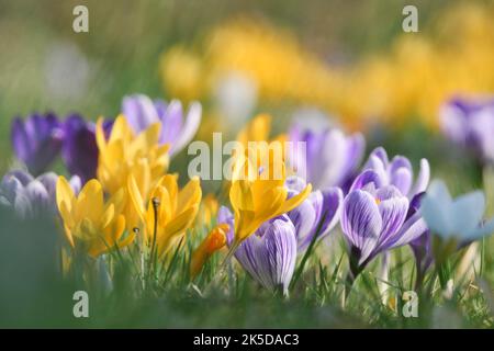Crocus (Crocus spec.), Nordrhein-Westfalen, Deutschland Stockfoto