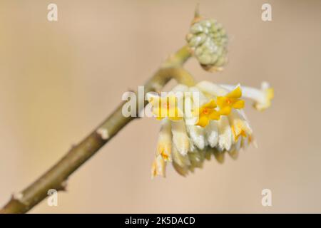 Japanischer Papierbusch (Edgeworthia chrysantha, Edgeworthia papyrifera), Blumenzweig, aus China, Nordrhein-Westfalen, Deutschland Stockfoto