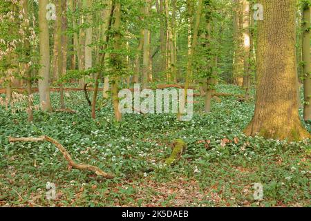 Blühender Bärlauch (Allium ursinum) im Laubwald, Frühjahr, Nordrhein-Westfalen, Deutschland Stockfoto