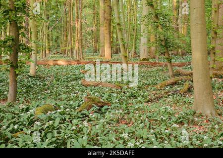 Blühender Bärlauch (Allium ursinum) im Laubwald, Frühjahr, Nordrhein-Westfalen, Deutschland Stockfoto