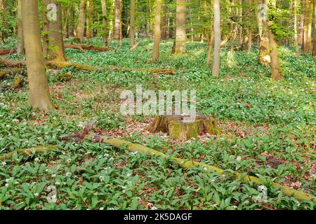 Blühender Bärlauch (Allium ursinum) im Laubwald, Frühjahr, Nordrhein-Westfalen, Deutschland Stockfoto