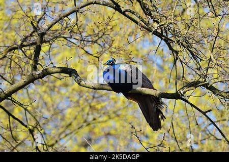 Blauer Pfau (Pavo cristatus), Männchen in einem Baum, Nordrhein-Westfalen, Deutschland Stockfoto