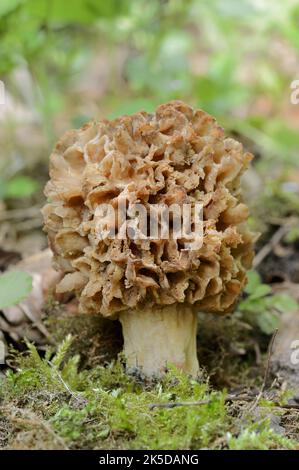 Essensmorelle (Morchella esculenta), Nordrhein-Westfalen, Deutschland Stockfoto