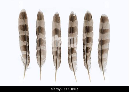 Habicht (Accipiter gentilis), Federn Stockfoto