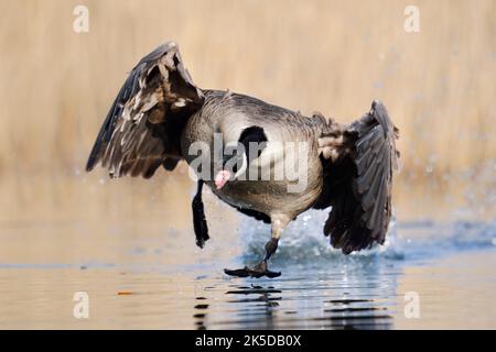 Kanadagans (Branta canadensis) beim Start, Nordrhein-Westfalen, Deutschland Stockfoto