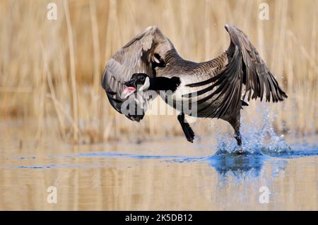 Kanadagans (Branta canadensis) beim Start, Nordrhein-Westfalen, Deutschland Stockfoto