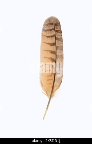 Europäische Adlereule (Bubo bubo), Feder des Armflügels Stockfoto