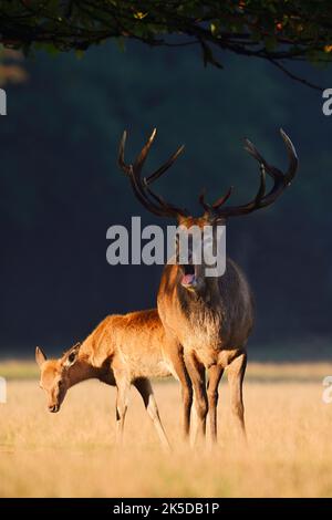 Rotwild (Cervus elaphus), Hirsch und Rehe in der Rut, Nordrhein-Westfalen, Deutschland Stockfoto