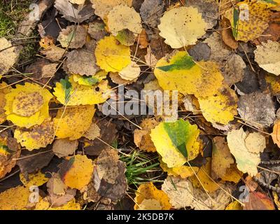 Teppich aus bunten Herbstblättern. Blattfall. Blätter aus Espe, Eiche, vergilbt, mit Flecken. Wald. Natur.Gelbes Herbstblatt mit Wassertropfen Stockfoto