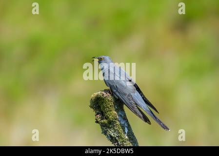 Kuckuck, Cuculus canorus, thront auf einem mit Flechten bedeckten Ast Stockfoto