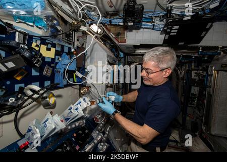Der NASA-Astronaut Mark Vande Hei, Expedition 66 Flight Engineer, betreibt das Plant Habitat-5-Experiment an Bord der ISS, um die Genetik von Baumwollpflanzen und das Wachstum in der Schwerelosigkeit zu untersuchen. Stockfoto