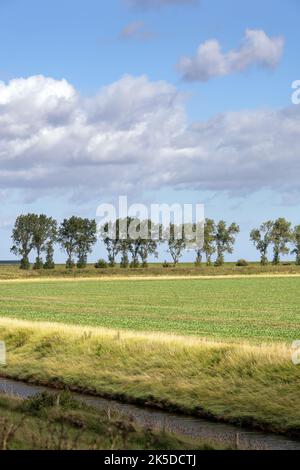 Landschaft in den Fens, Kanal, Feld und Bäume an einem Herbsttag, Lincolnshire, East Midlands, England Stockfoto