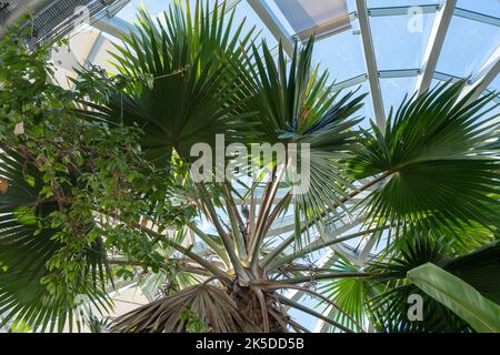 Innenaufnahme der Winter Gardens im Sunderland Museum, Großbritannien, mit einer riesigen Palme und dem runden Glasdach. Stockfoto